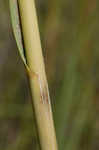 Smooth cordgrass